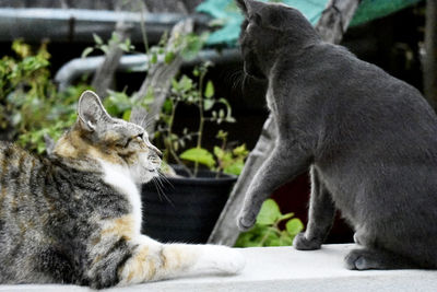 Close-up of a cat