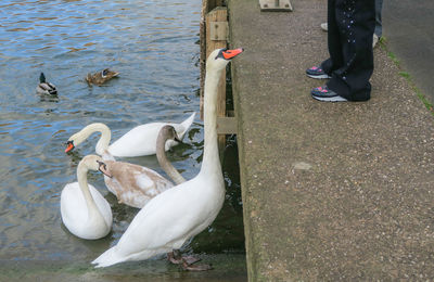 High angle view of swans swimming on lake