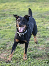 Portrait of black dog running on field