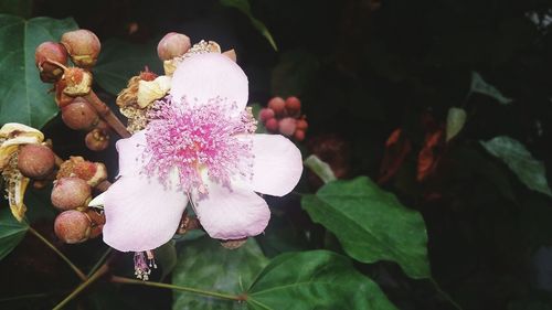 Close-up of pink flowering plant