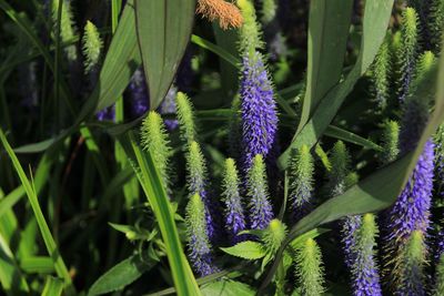 Close-up of purple flowering plants on field