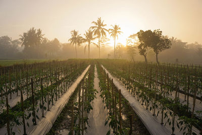 Scenic view of agricultural field against sky during sunset