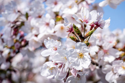 Close-up of cherry blossoms