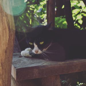Close-up portrait of a cat