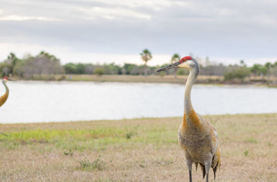 View of a bird on field