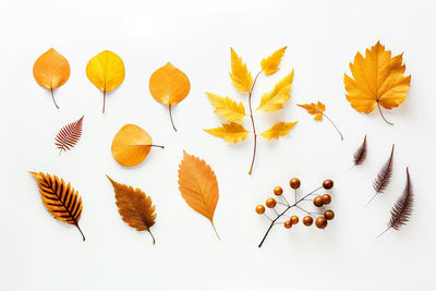 Autumn composition. autumn dried leaves on white background.