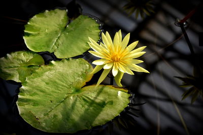 Close-up of yellow flower