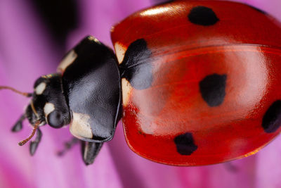 Close-up macro shot of an insect