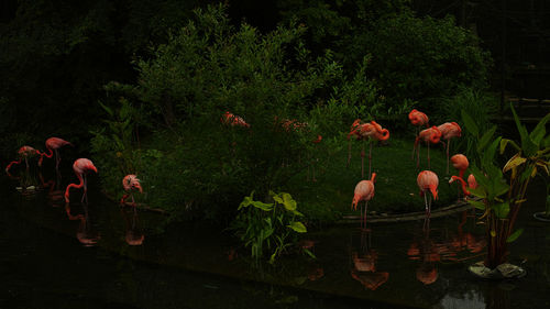 View of birds by lake