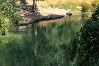 Scenic view of lake in forest