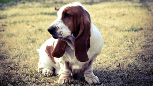 Close-up of dog on field