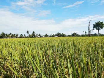 Scenic view of agricultural field against sky