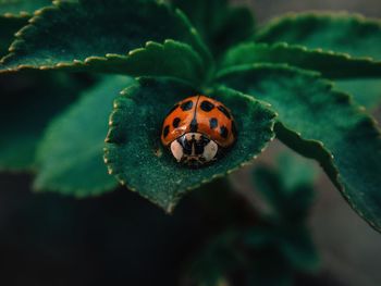 Close-up of ladybug on leaf