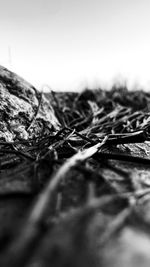 Close-up of dry leaf on field against sky