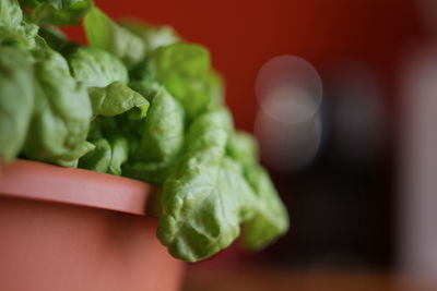 Close-up of green leaves