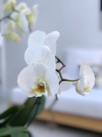 Close-up of white flowers blooming on tree