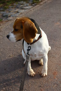 Dog looking away in a footpath