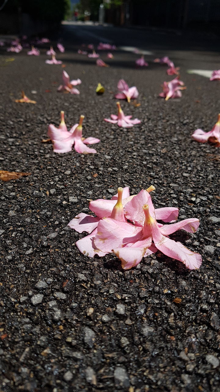 CLOSE-UP OF PINK PETALS ON STREET