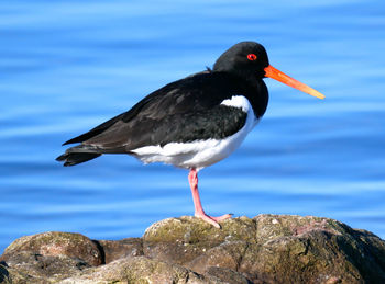 Close-up of bird perching on rock