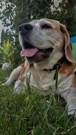 Close-up of dog on field