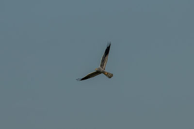 Low angle view of bird flying against clear sky