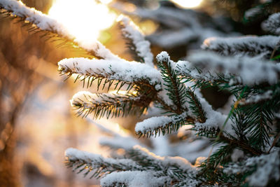 Close-up of pine tree during winter