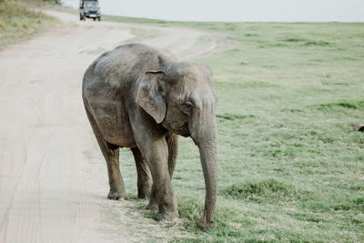 Elephant walking in a field