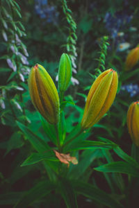 Close-up of yellow flowering plant