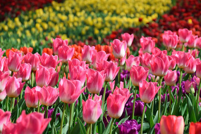 Close-up of pink and colorful tulips in the park