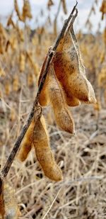 Close-up of dried plant on field