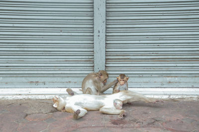 View of an animal sitting on closed shutter