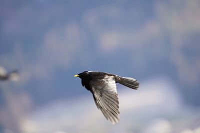 Low angle view of a bird flying