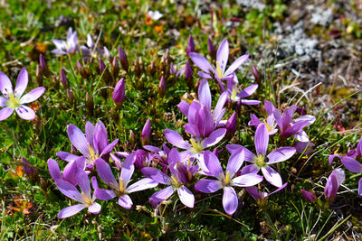 Close-up of purple crocus flowers on field