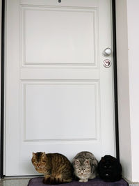 Cat sitting on closed door