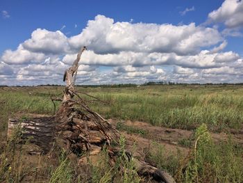 Scenic view of field against sky