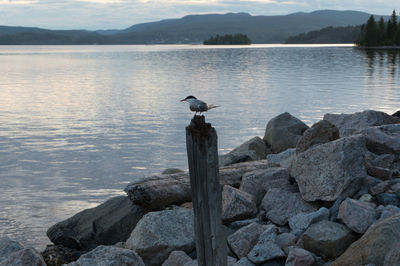 Seagull perching on rock by lake