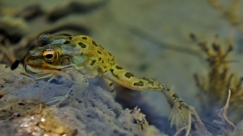 Close-up of turtle in sea