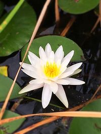 High angle view of white water lily blooming outdoors