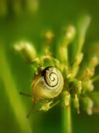 Close-up of snail on leaf
