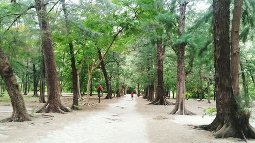 Rear view of man walking on footpath amidst trees in park