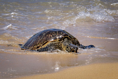 High angle view of turtle swimming in sea