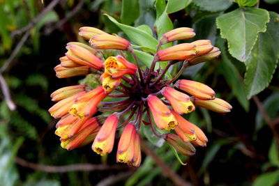 Close-up of orange flowering plant
