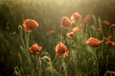 Close-up of flowering plants on field