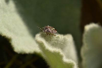 Close-up of insect on leaf