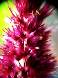 Close-up of purple flower