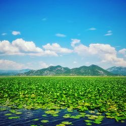 Scenic view of flowering field against sky