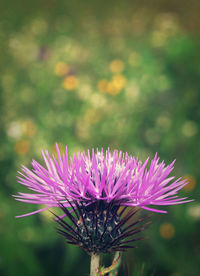 Close-up of pink flower