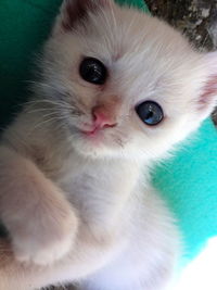 Close-up portrait of cat