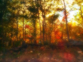 Trees in forest during sunset