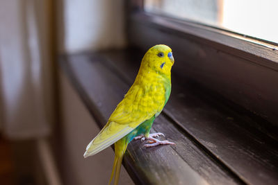 Cute little parakeet budgie at home